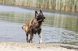 MALINOIS 443